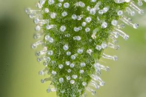 terpenes organic compounds found on cannabis marijuana organic plant strains for a unique characteristic profile