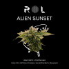alien sunset hybrid organic natural marijuana cannabis weed strain grown by rhythm of life in massachusetts for high potency recreational