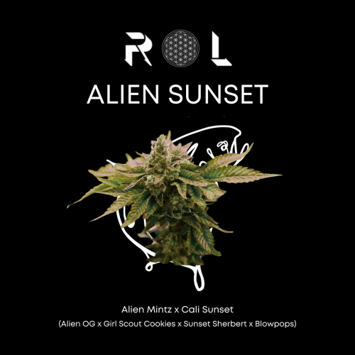alien sunset hybrid organic natural marijuana cannabis weed strain grown by rhythm of life in massachusetts for high potency recreational