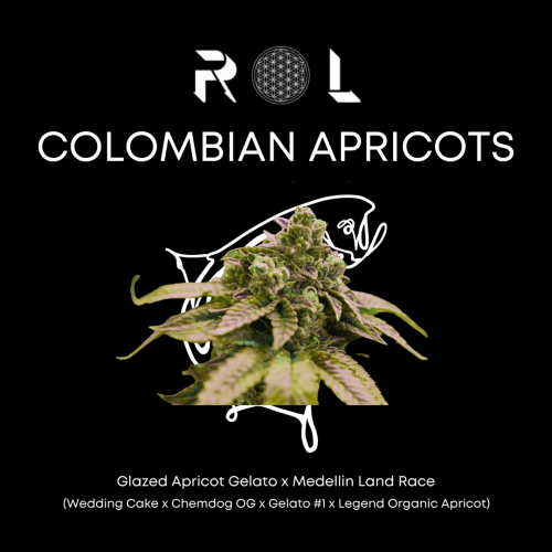 colombian apricots hybrid marijuana cannabis strain grown organically by rhythm of life in uxbridge massachusetts