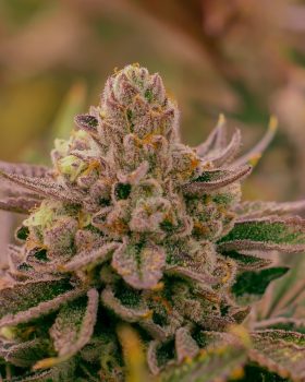 dosidos hybrid organic cannabis strain grown by rhyhtm of life available in massachusetts