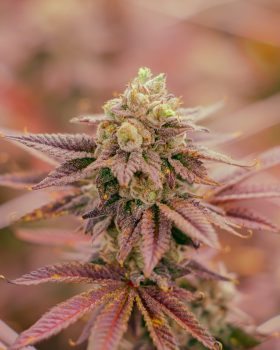 hybrid cannabis strain han solo burger grown organically by rhythm of life in massachusetts for wholesale