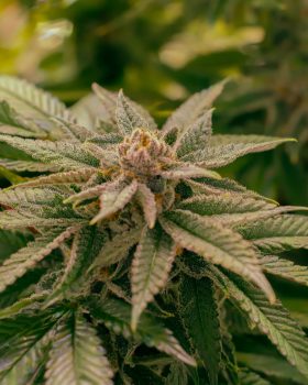 pablos revenge grow photo in greenhouse cultivation room from rhythm of life hybrid flower strain