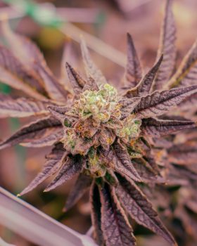 permanent marker hybrid cannabis strain grown by rhythm of life in massachusetts