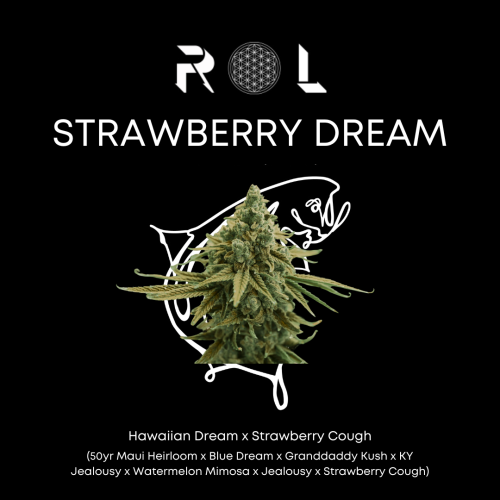 strawberry dream hybrid cannabis marijuana from massachusetts with organic natural methods