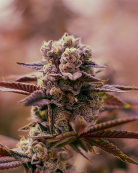 hybrid cannabis the soap grow photo in greenhouse during harvesting and cultivation