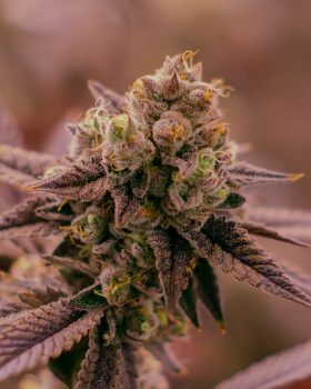 walking water hybrid organically grown and cultivated cannabis by rhythm of life available in massachusetts