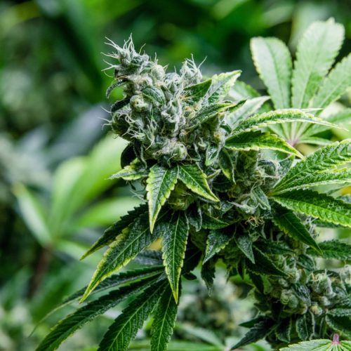 runtz hybrid cross cannabis grown organically by rhythm of life in uxbridge massachusetts