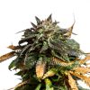 garlic icing cannabis strain grown in uxbridge massachusetts hybrid strain for recreational use