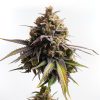 specimen x cannabis hybrid strain grown organically by rhythm of life in uxbridge massachusetts for wholesale orders across the state
