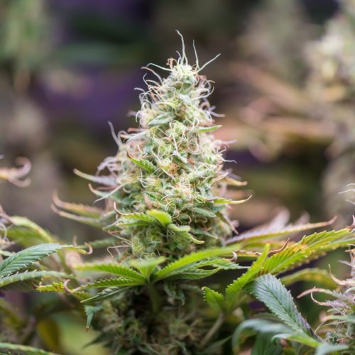 gmo rootbeer cannabis organically grown by rhythm of life